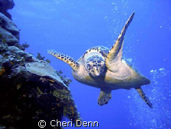 This turtle just loved playing with my bubbles.  I had th... by Cheri Denn 